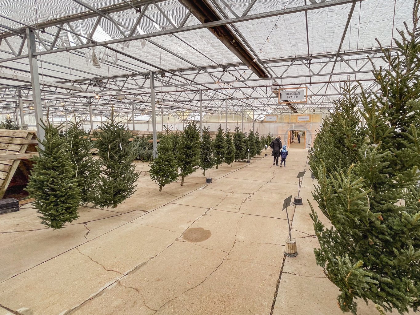 Christmas Trees - Mulhall's