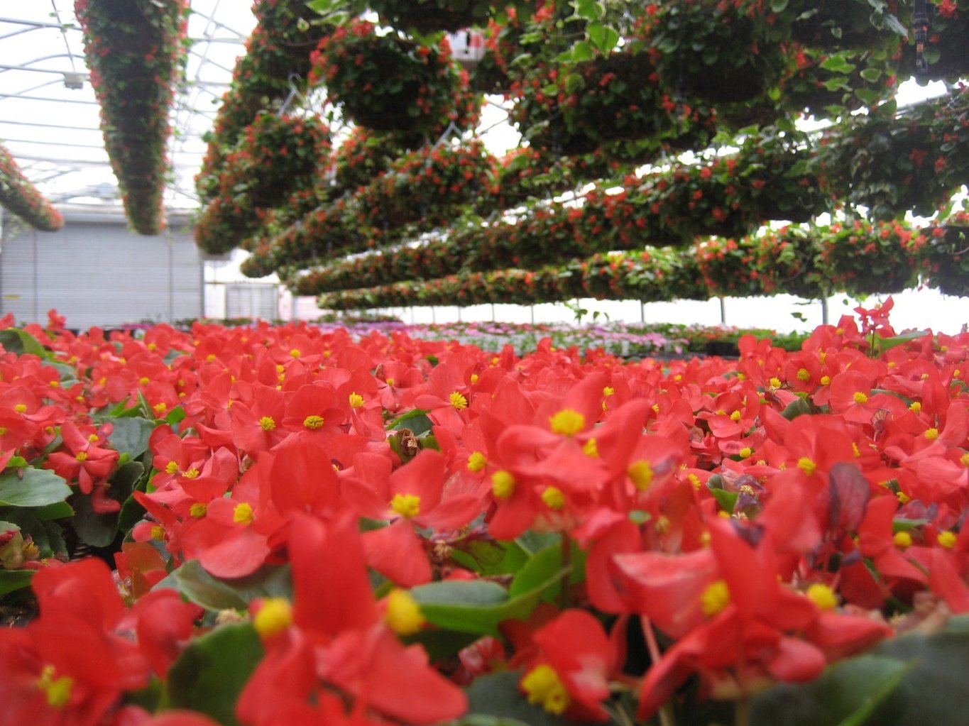indian-creek-nursery