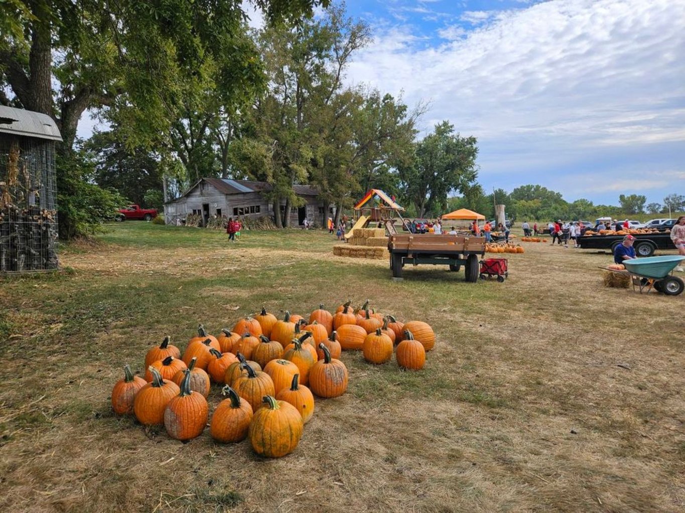 Markman Pumpkin Patch