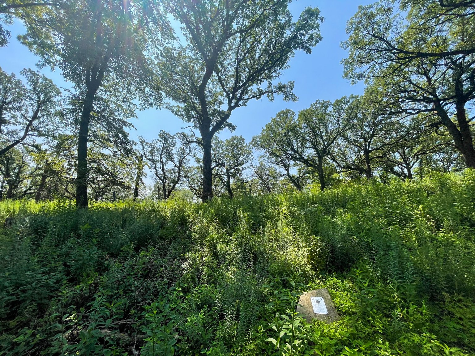 Constitution Tree at Fontenelle Forest