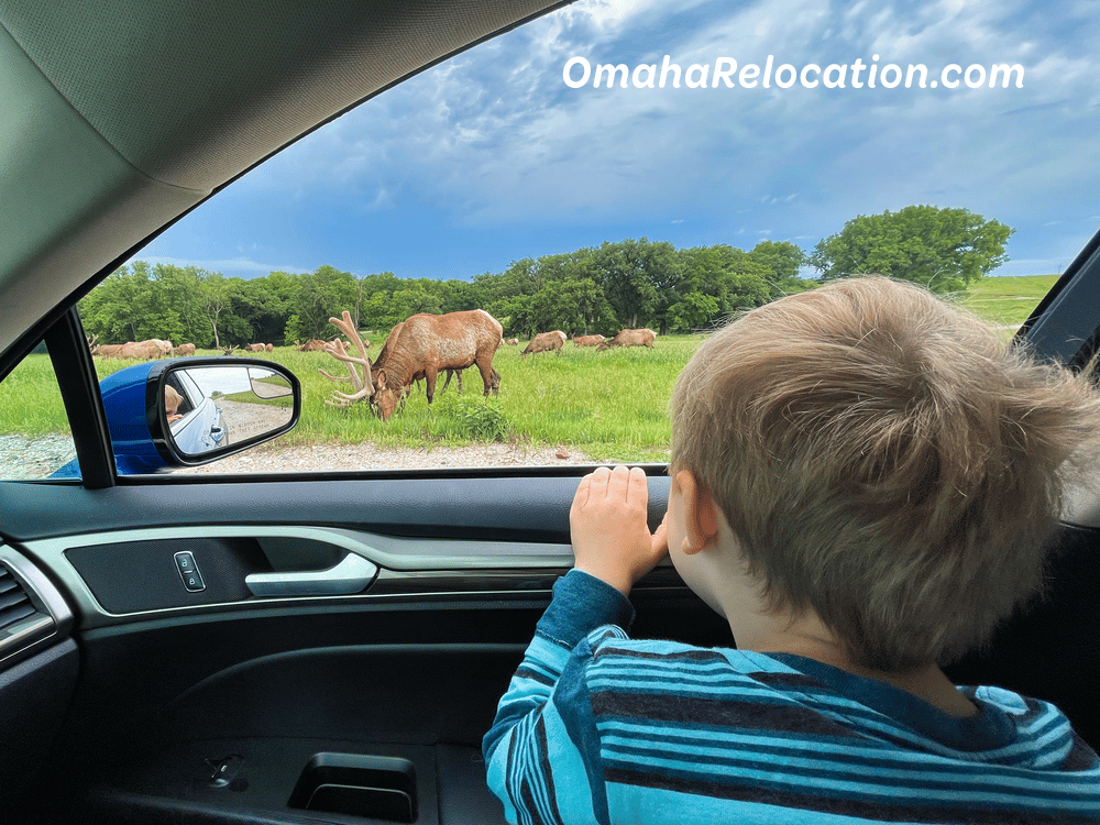 Child look at elk outside the car window