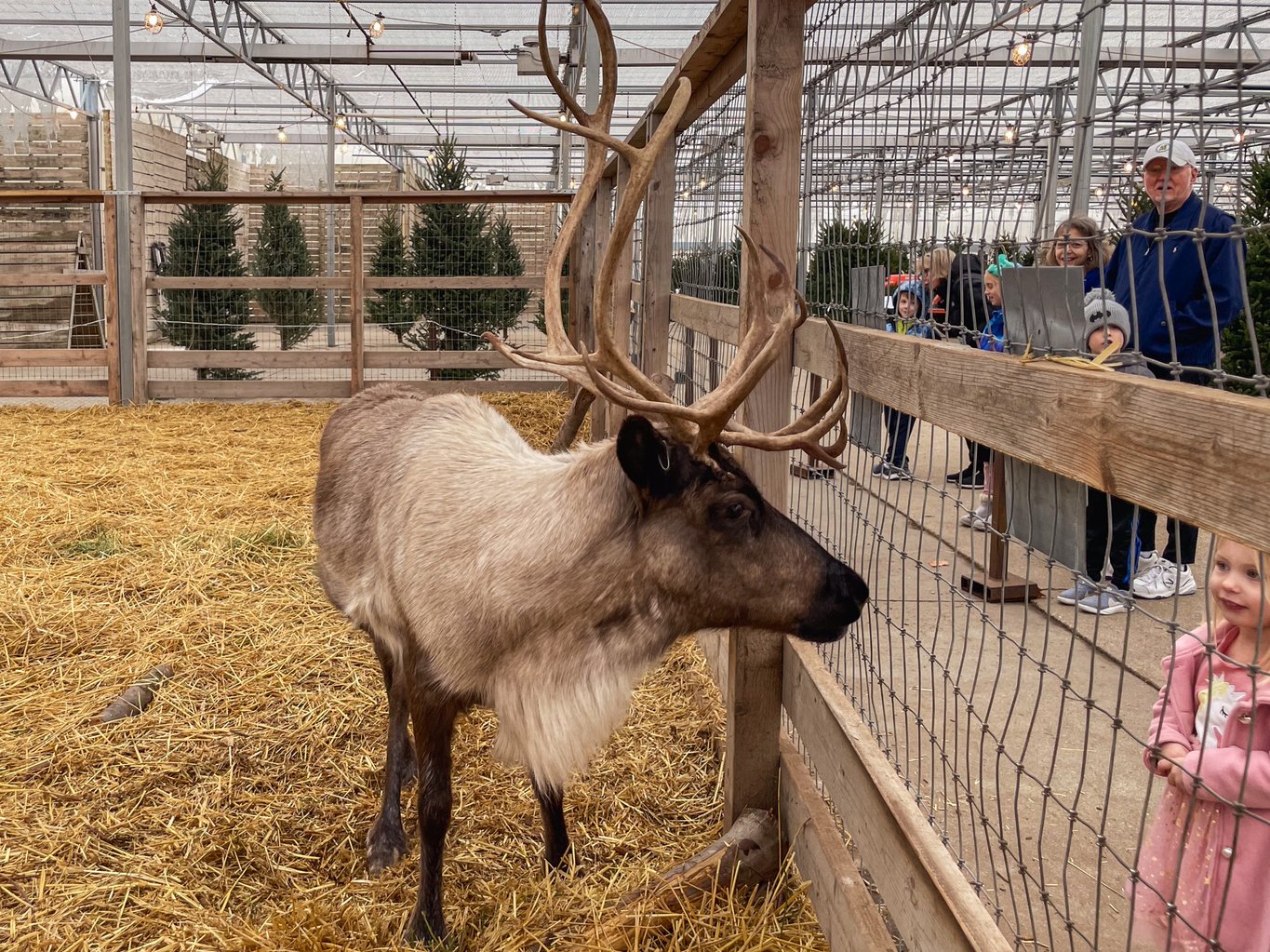 Santa’s Reindeer - Mulhall's