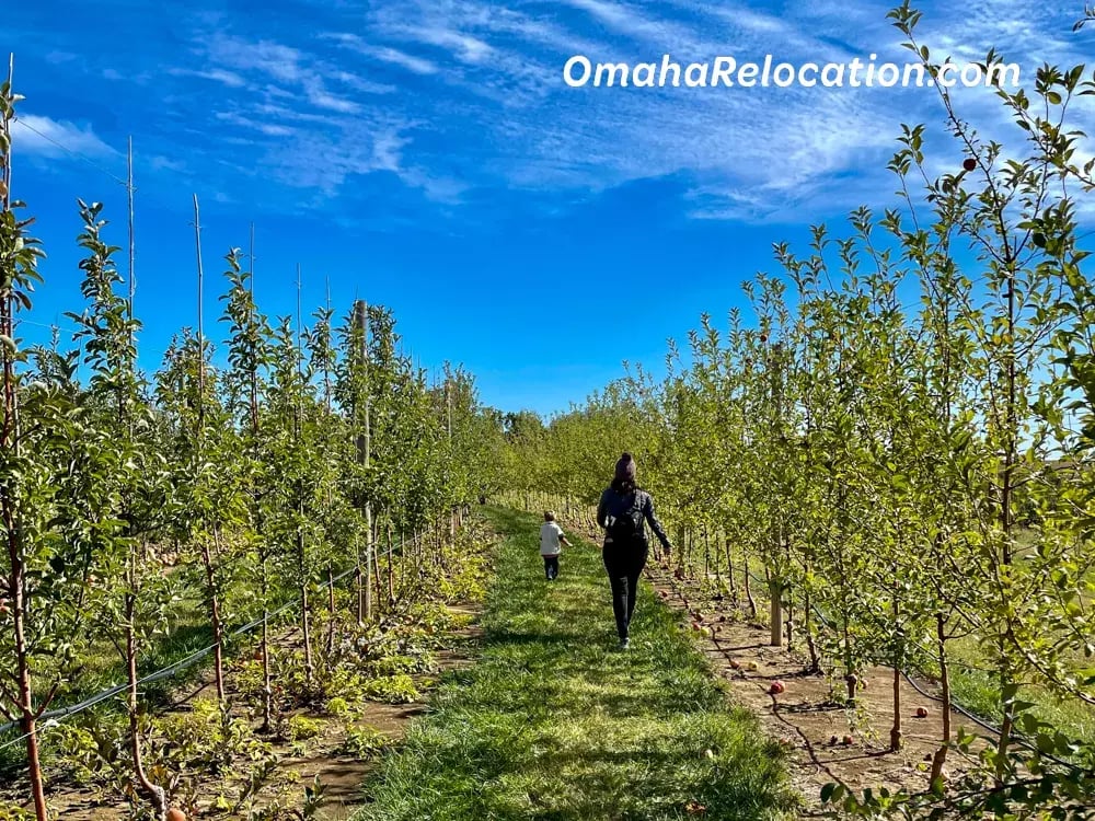 Family walking through apple trees at Vala's Pumpkin Patch.