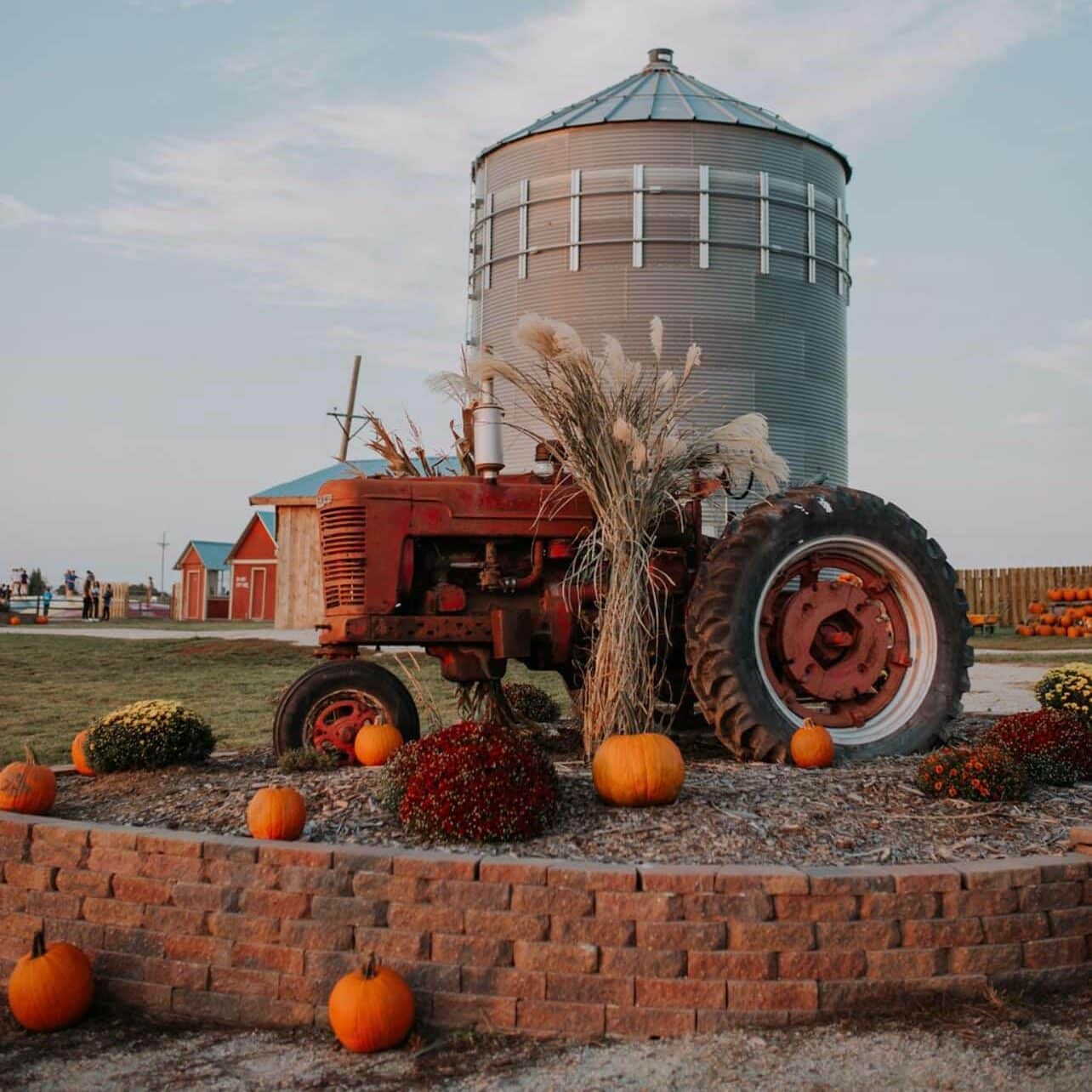 Skinny Bones Pumpkin Patch silo and old tractor with pumpkins scattered around. 