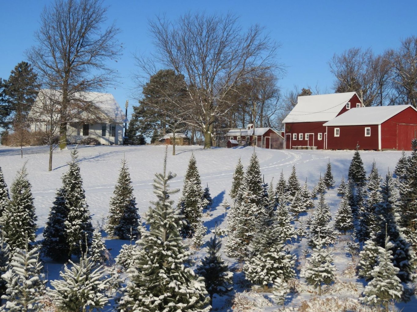 Country Conifers