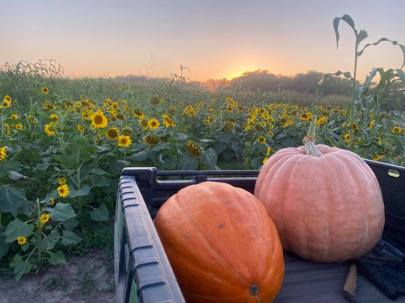 The Bellevue Berry & Pumpkin Patch