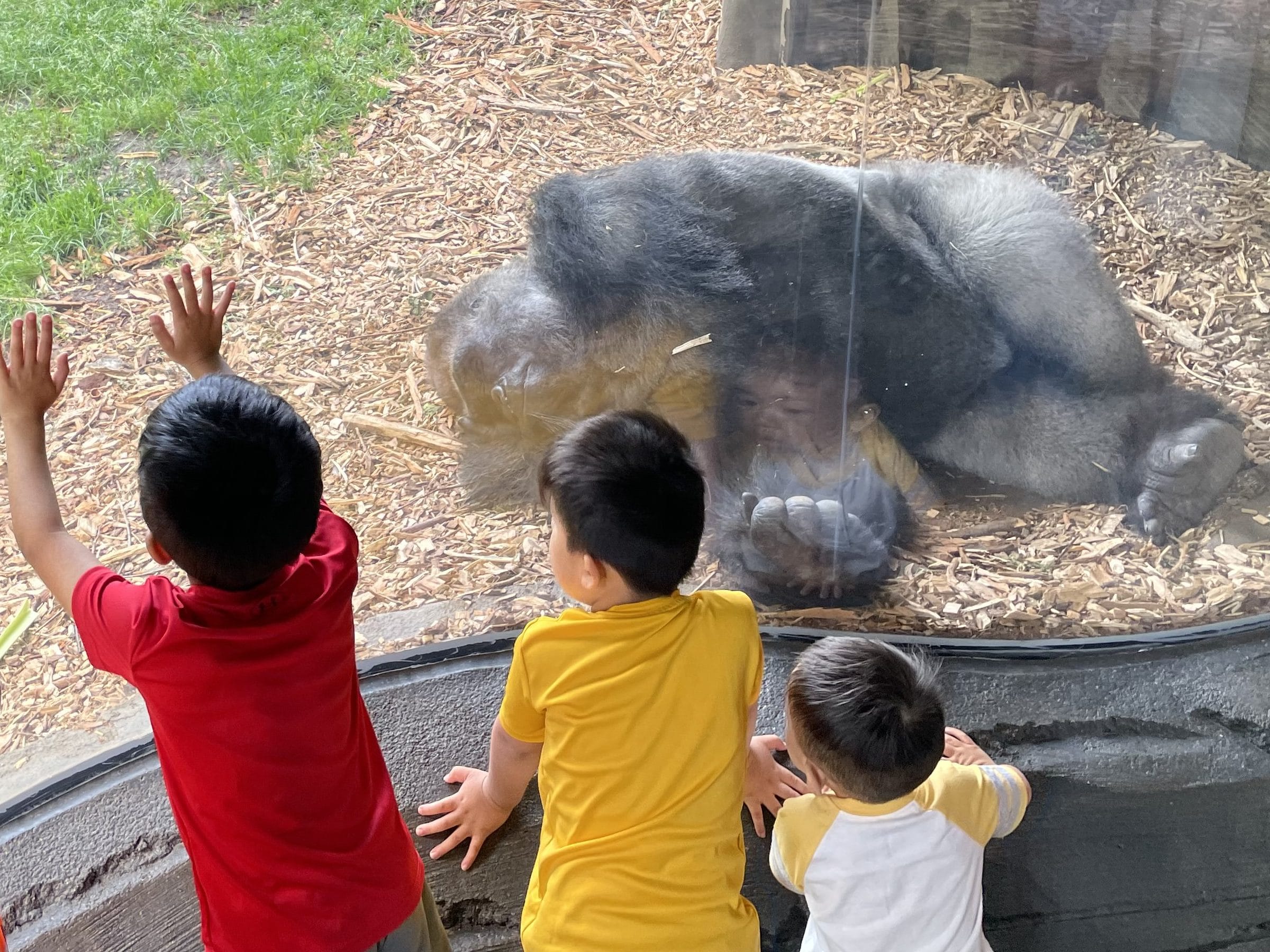 Three children looking in on a sleeping silverback Gorilla in the Hubbard Gorilla Valley. 